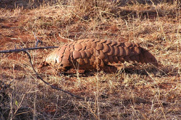 Wildlife Trade Extinctions and 21st Century Psychology