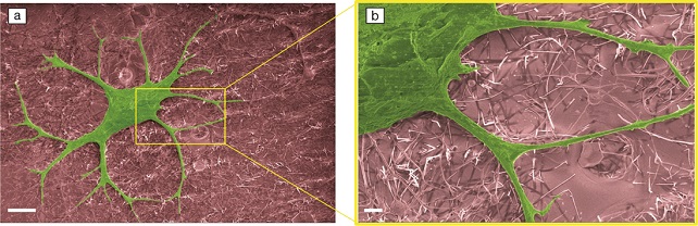 Bio Focus: Stretchable silver nanowire microelectrodes show promise for studying cell functions