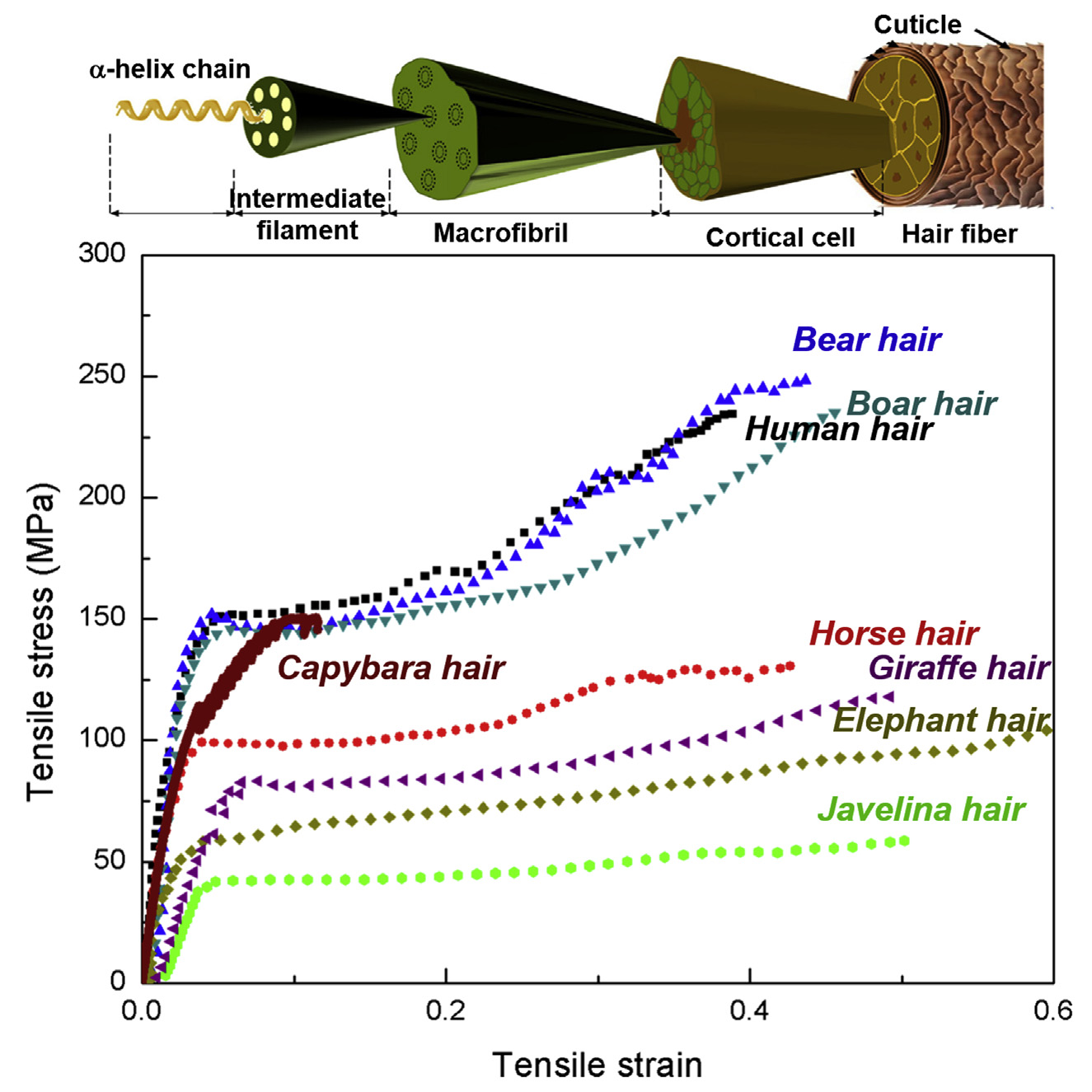 Strength of hair graph