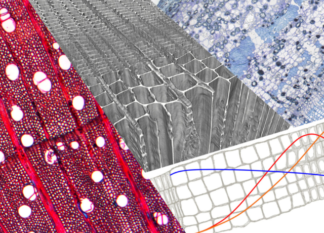 Advances in xylem and phloem formation research