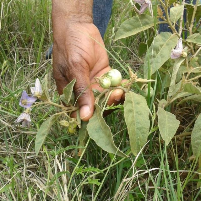 Crop Wild Relatives