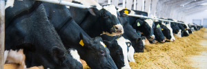 Antimicrobial stewardship in livestock