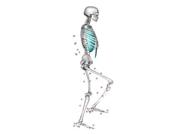 Evolutionary Biomechanics and Human Movement