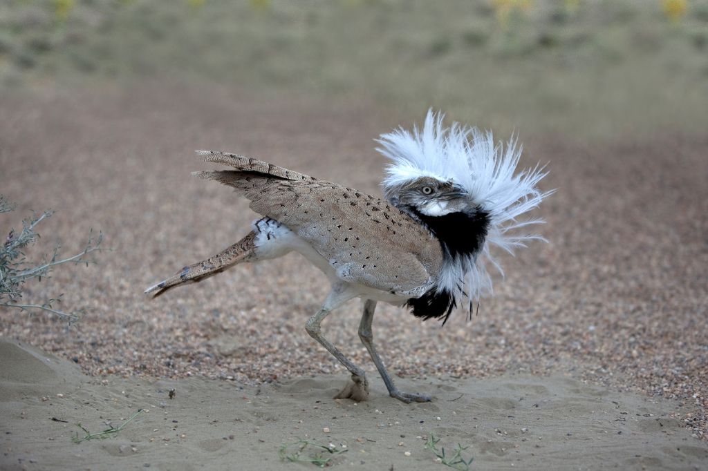 Bustard conservation