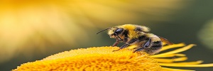 World Bee Day