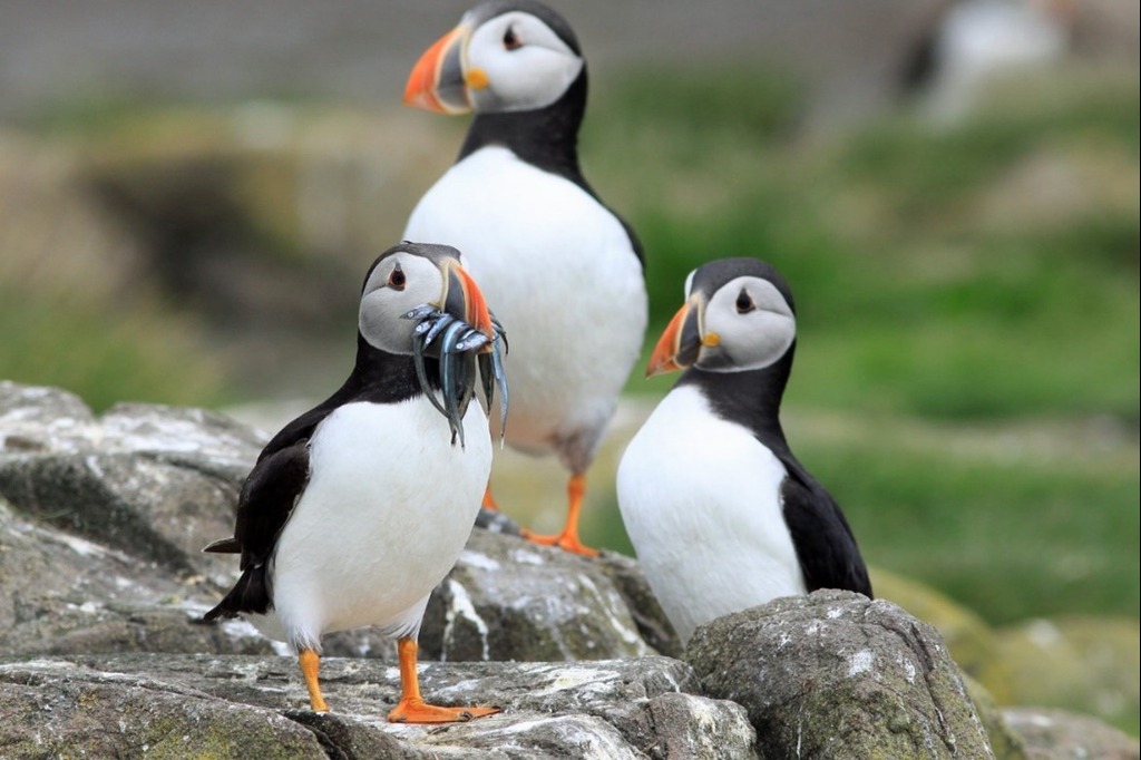 Sea surface temperatures and seabirds