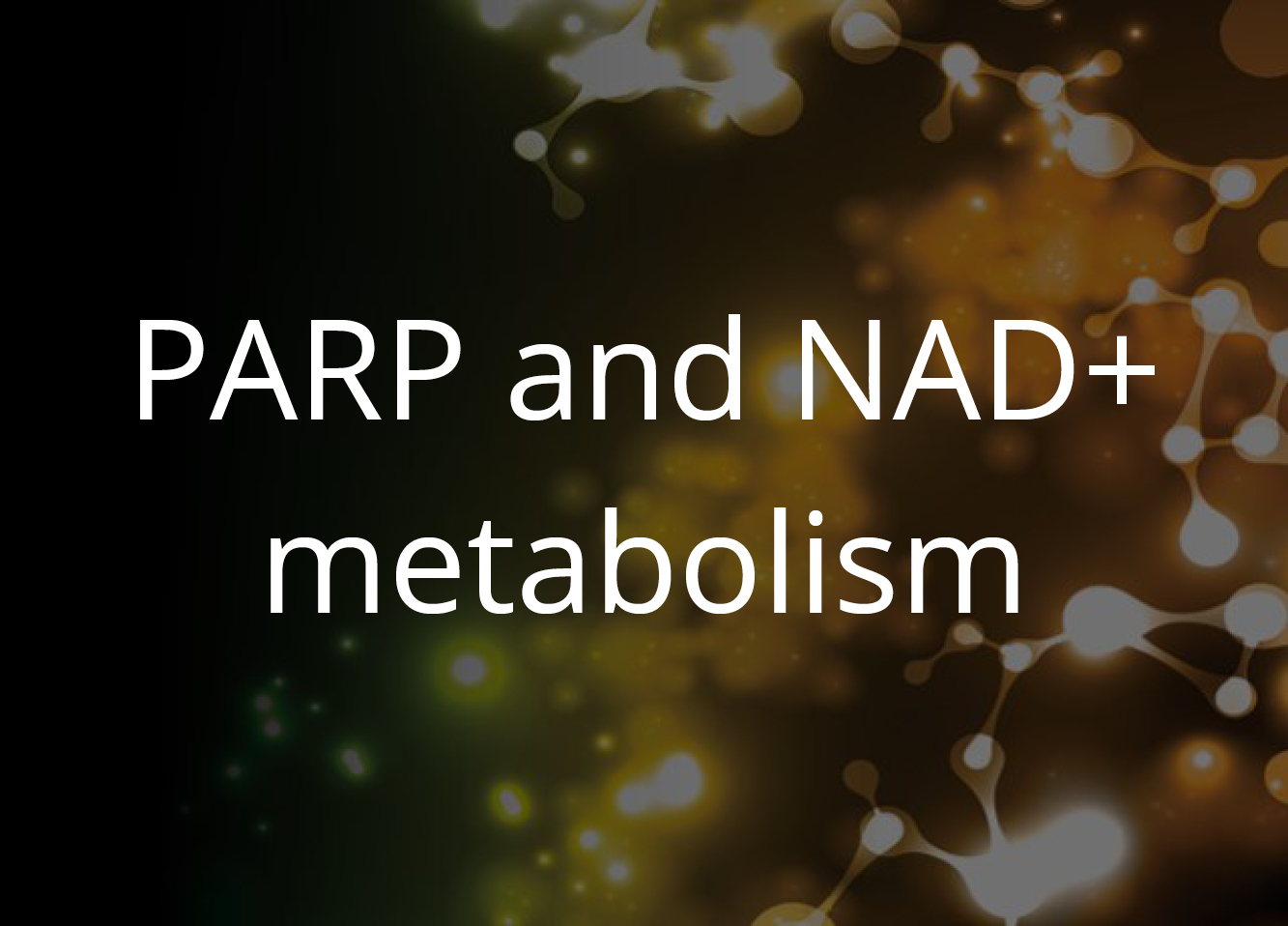 PARP and NAD+ Metabolism