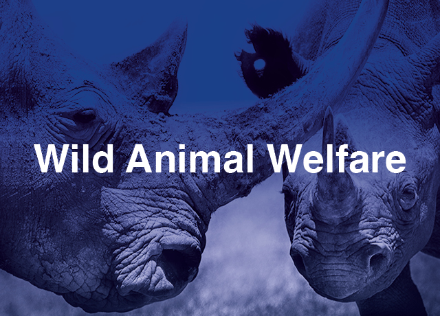 Wild Animal Welfare